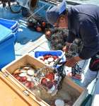 ツキヒガイ漁が解禁され、水揚げする漁師＝１日、鹿児島県日置市東市来の江口漁港