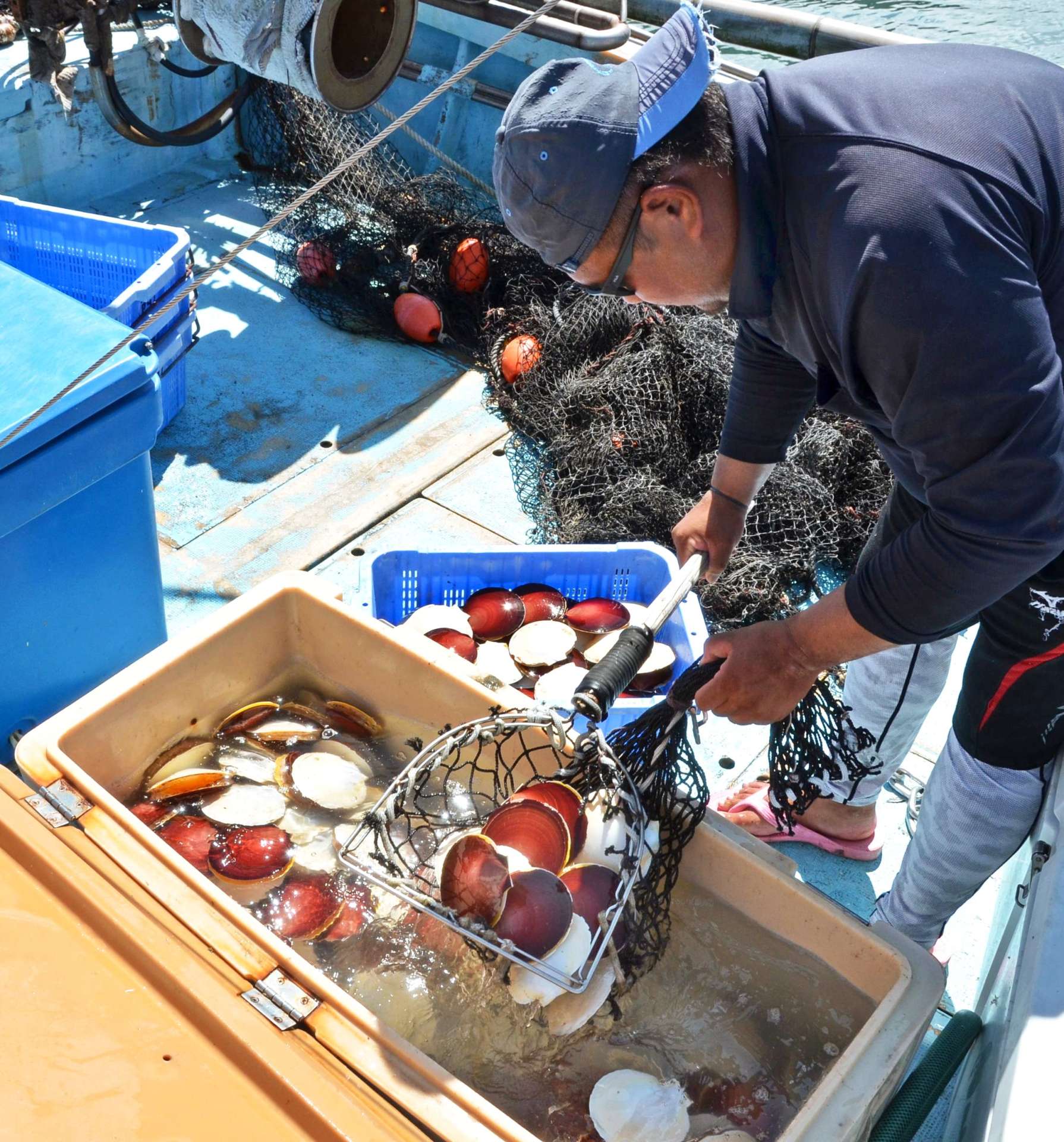 ツキヒガイ漁が解禁され、水揚げする漁師＝１日、鹿児島県日置市東市来の江口漁港