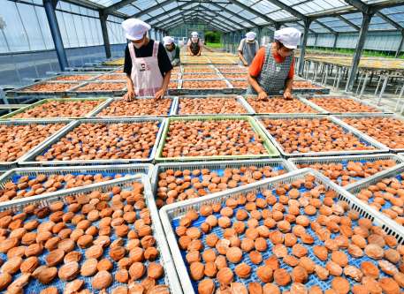 秋空の下、天日干しされる薩摩西郷梅＝２日午後、さつま町中津川