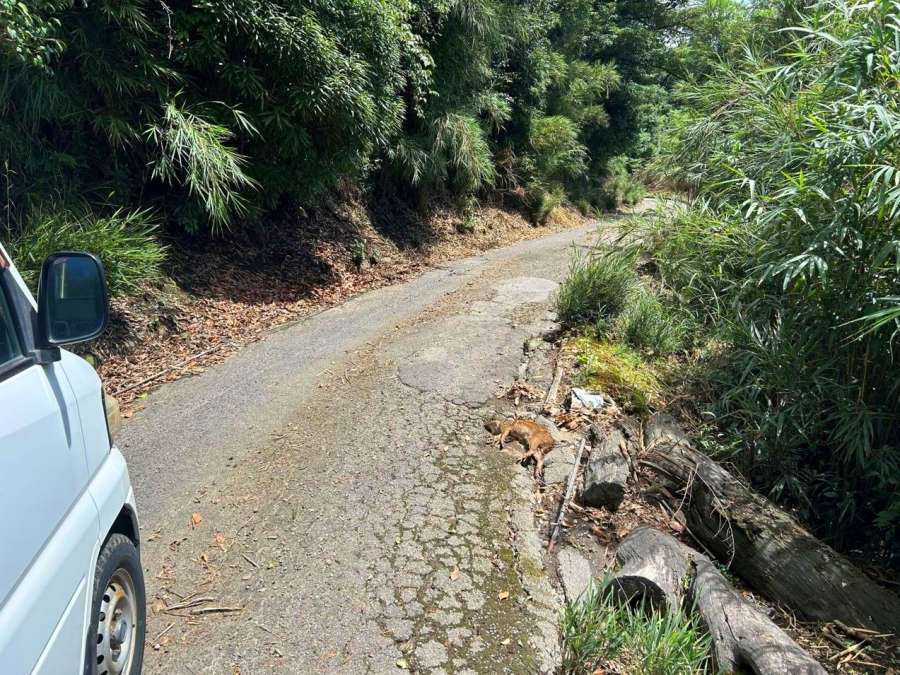 ８月３０日に見つかった豚熱への感染が確認されたイノシシ幼獣の死骸＝都城市御池町（宮崎県提供）