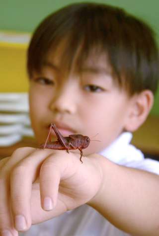段心優人さんの手に乗る赤茶色のトノサマバッタ＝４日、さつま町中津川の薩摩小学校