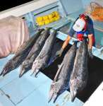 次々と水揚げされるバショウカジキ＝９日午前４時ごろ、日置市東市来の江口漁港