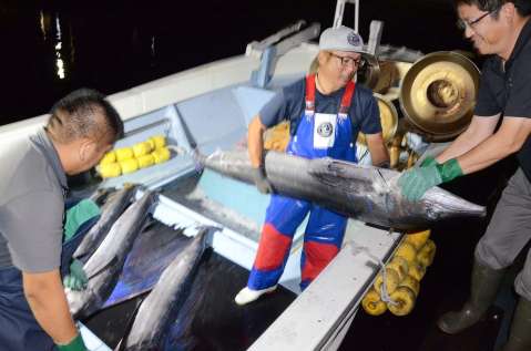 次々と水揚げされるバショウカジキ＝９日午前４時ごろ、日置市東市来の江口漁港