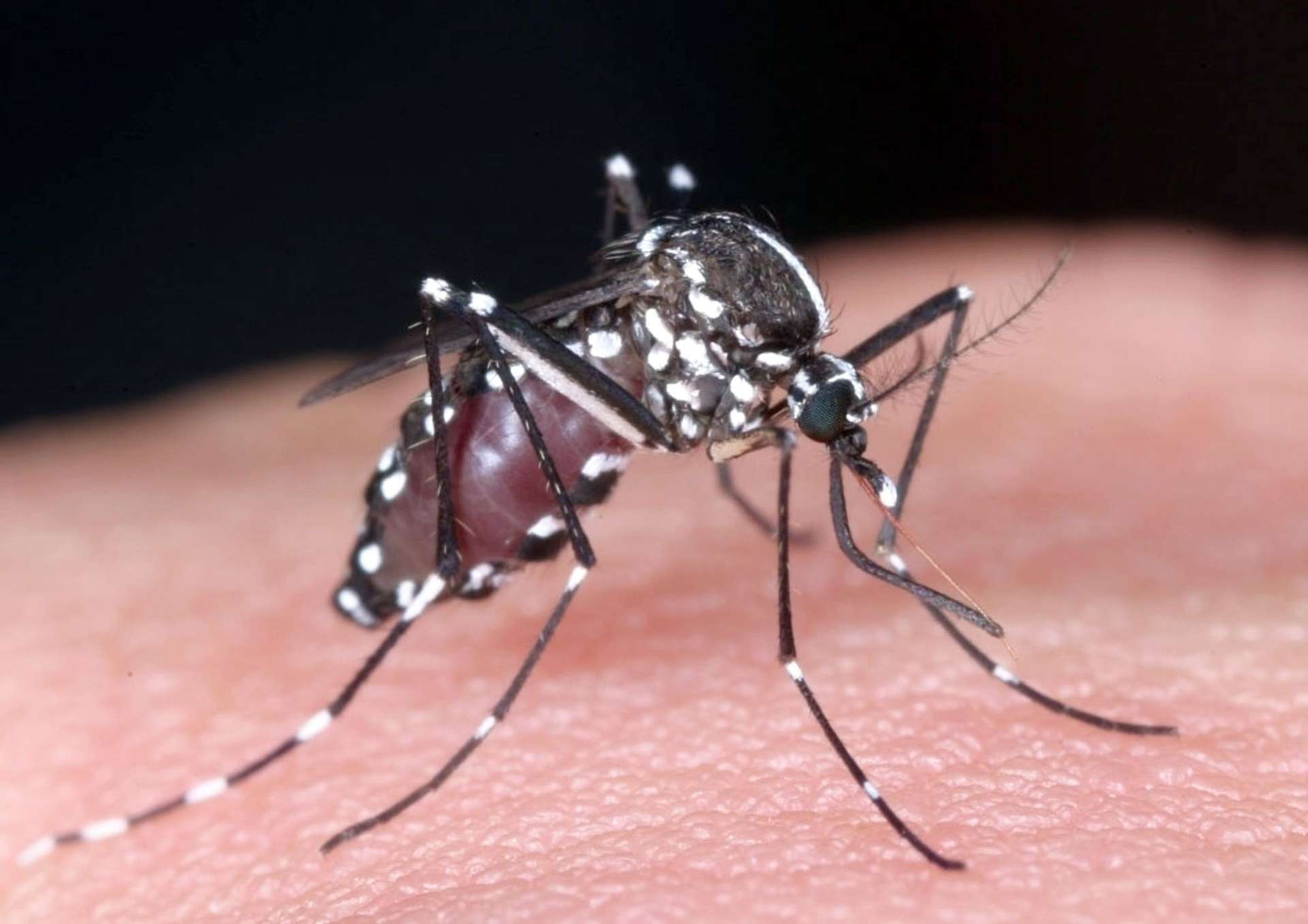 デング熱のウイルスを媒介するヒトスジシマカ（国立感染症研究所昆虫医科学部提供）