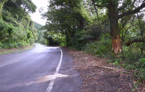 〈緩やかなカーブ、傷のついた木〉交通死亡事故の発生した現場付近＝１３日、南さつま市金峰町大坂