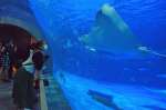 夜の水族館を楽しむ招待客ら＝６日、鹿児島市のかごしま水族館