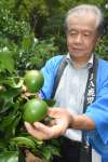 収穫期を迎えた内之浦地区の辺塚だいだい＝１２日、肝付町北方