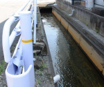 男性が転落した市道脇の水路。時間帯によっては高温の温泉水が流れる＝８月１６日、指宿市大牟礼３丁目