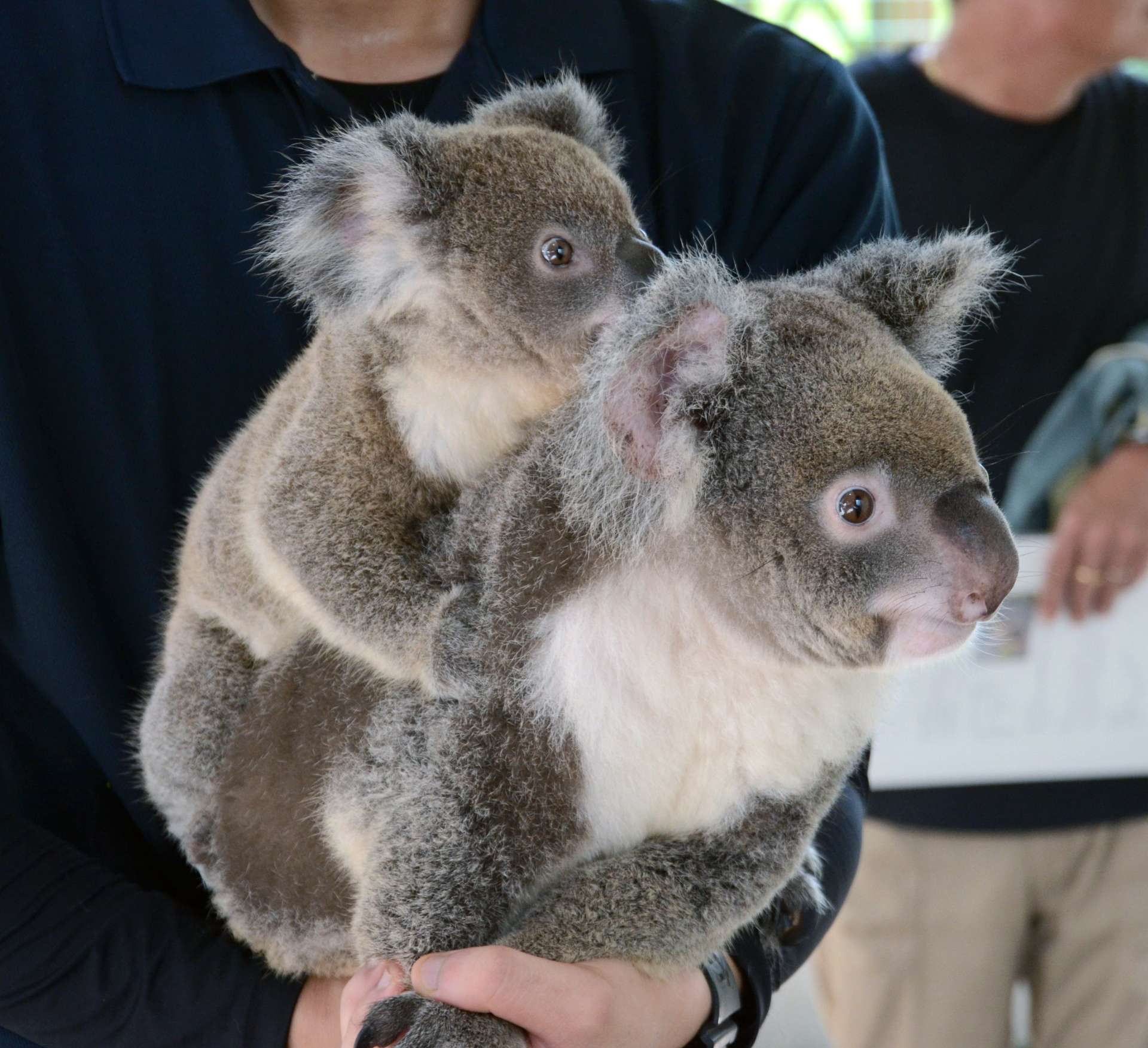 母カナエの背中にしがみつくエイト＝１３日、鹿児島市の平川動物公園