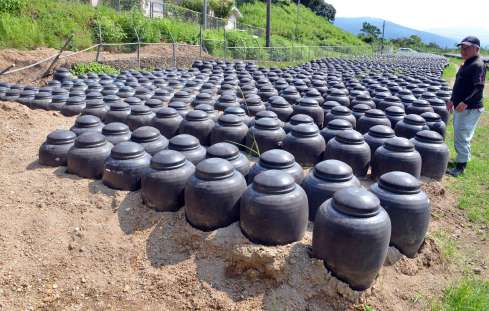 氾濫した川から土砂が流れ込み、多数のつぼが土で埋まった宇都醸造のつぼ畑＝霧島市福山町福山