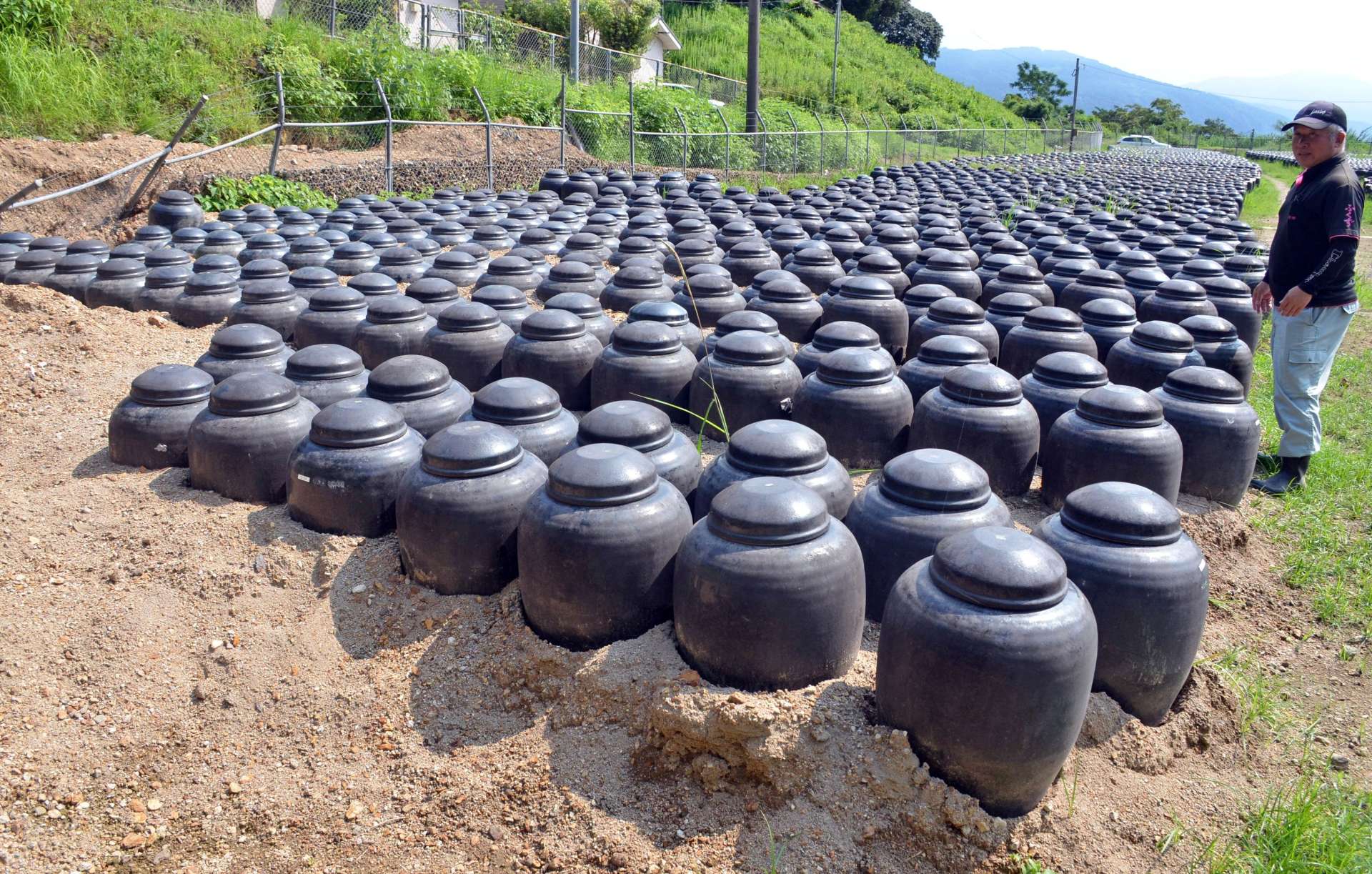 氾濫した川から土砂が流れ込み、多数のつぼが土で埋まった宇都醸造のつぼ畑＝霧島市福山町福山