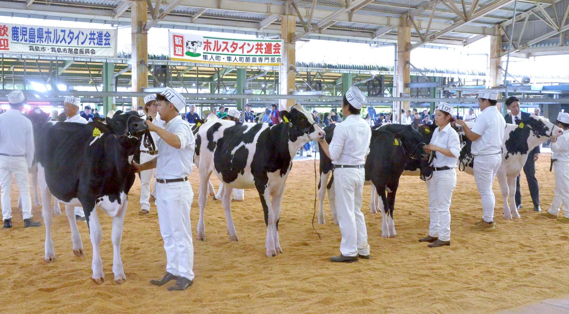 １０月下旬の全日本ホルスタイン共進会北海道大会に向け、県出品牛を決めた予選大会＝２０日、霧島市の姶良中央家畜市場