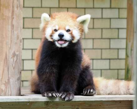 〈笑っているみたい…別カット〉生前のスバル（平川動物公園提供）