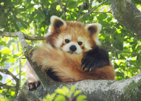 生前のスバル（平川動物公園提供）