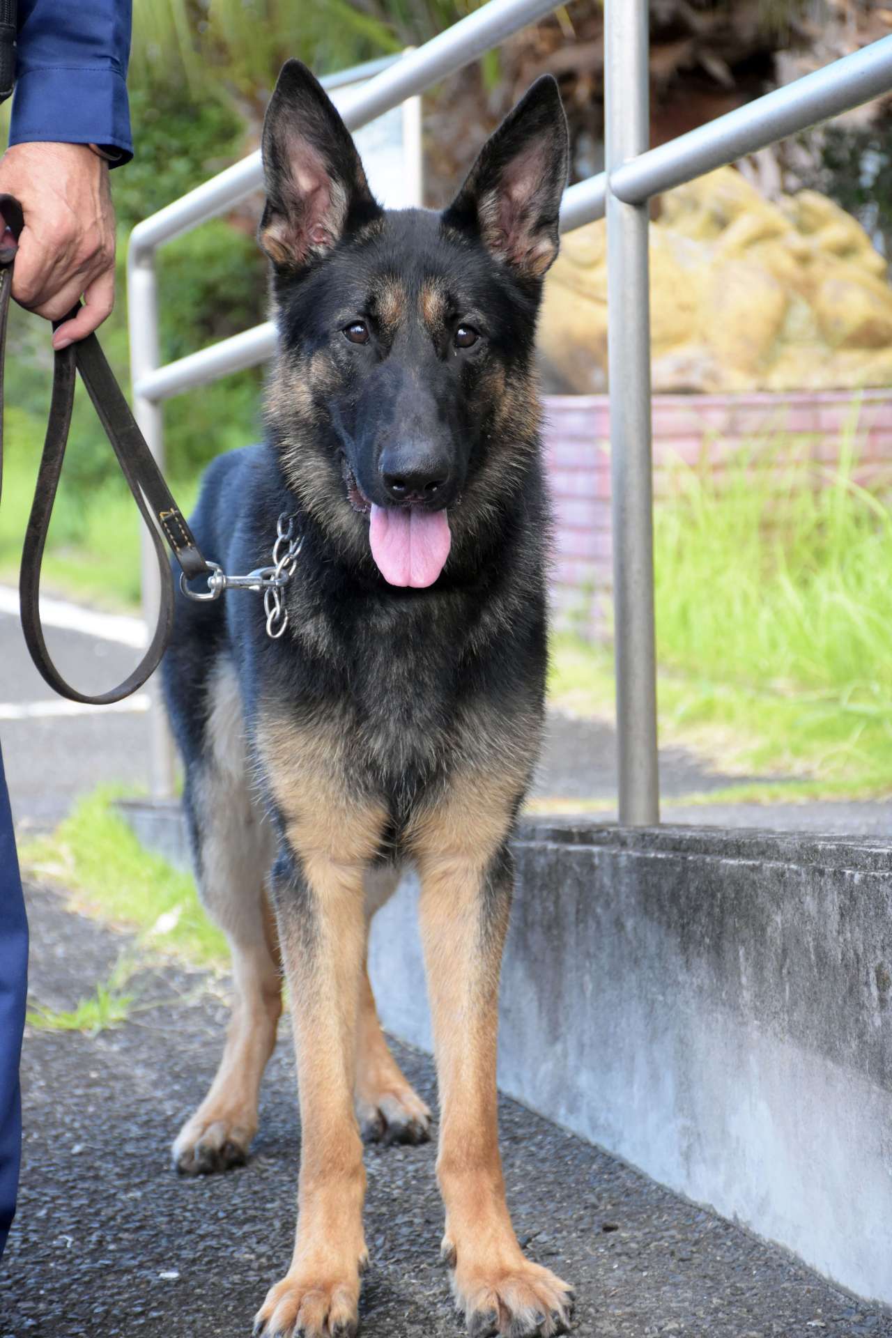 ２カ月連続でお手柄を挙げるなど活躍した警察犬ウォルト号＝７月３０日、指宿市の指宿警察署