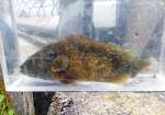 都城市の大淀川水系で爆発的に増えている外来肉食魚「コウライオヤニラミ」
