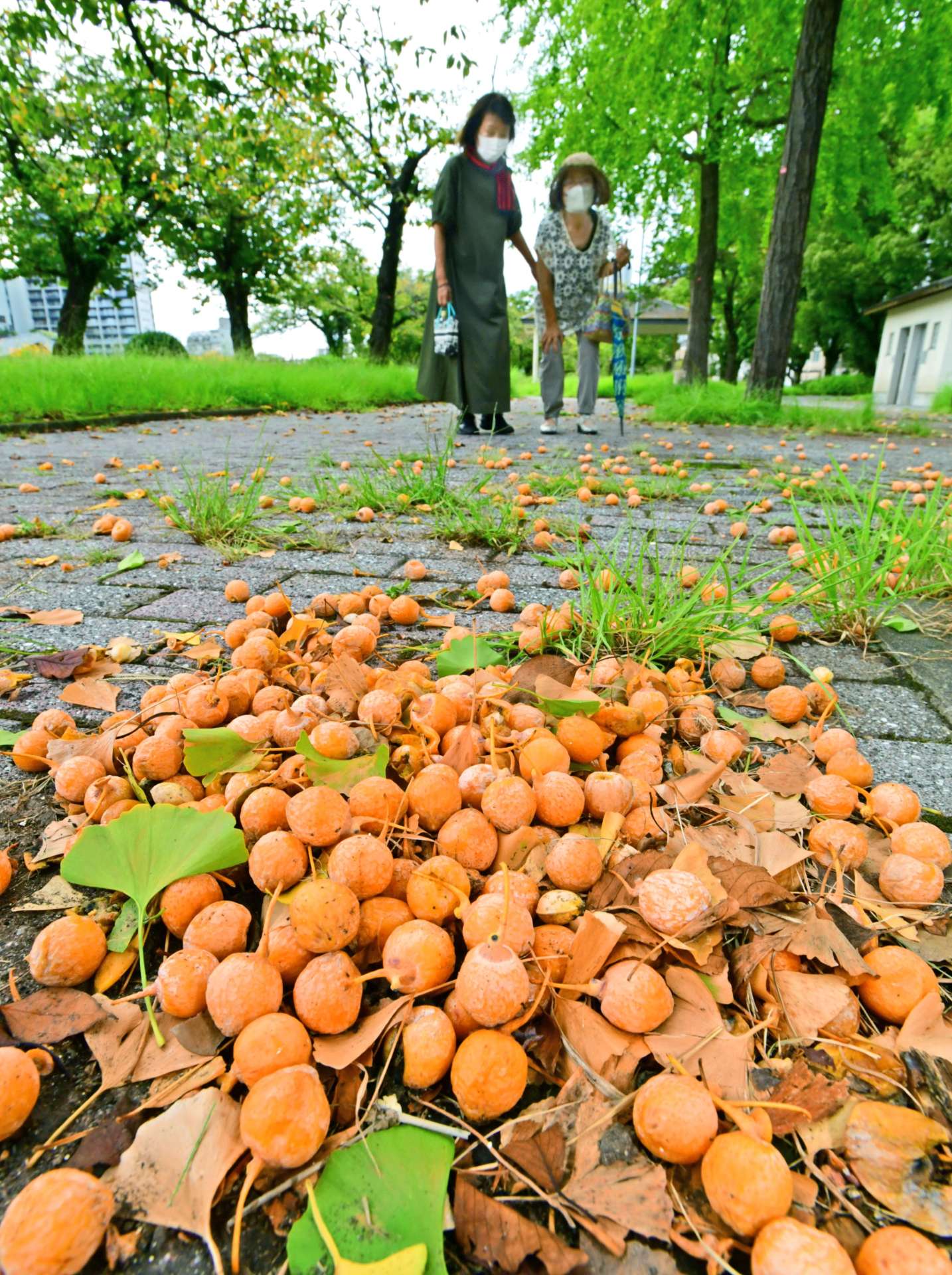 甲突川左岸の遊歩道に落ちたギンナン＝２５日、鹿児島市新屋敷町