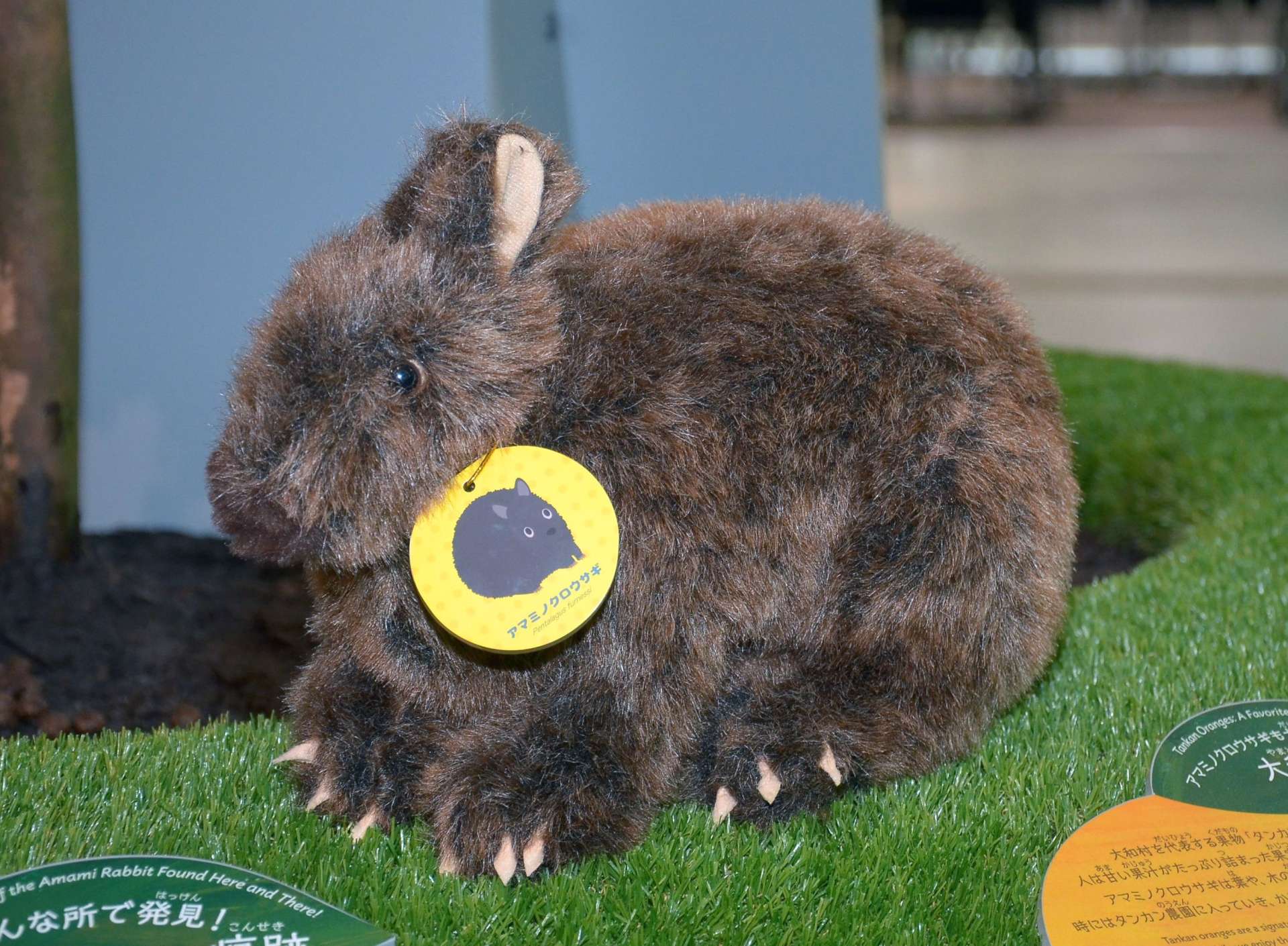 アマミノクロウサギのぬいぐるみ＝２６日、大和村思勝のアマミノクロウサギミュージアムＱｕｒｕＧｕｒｕ