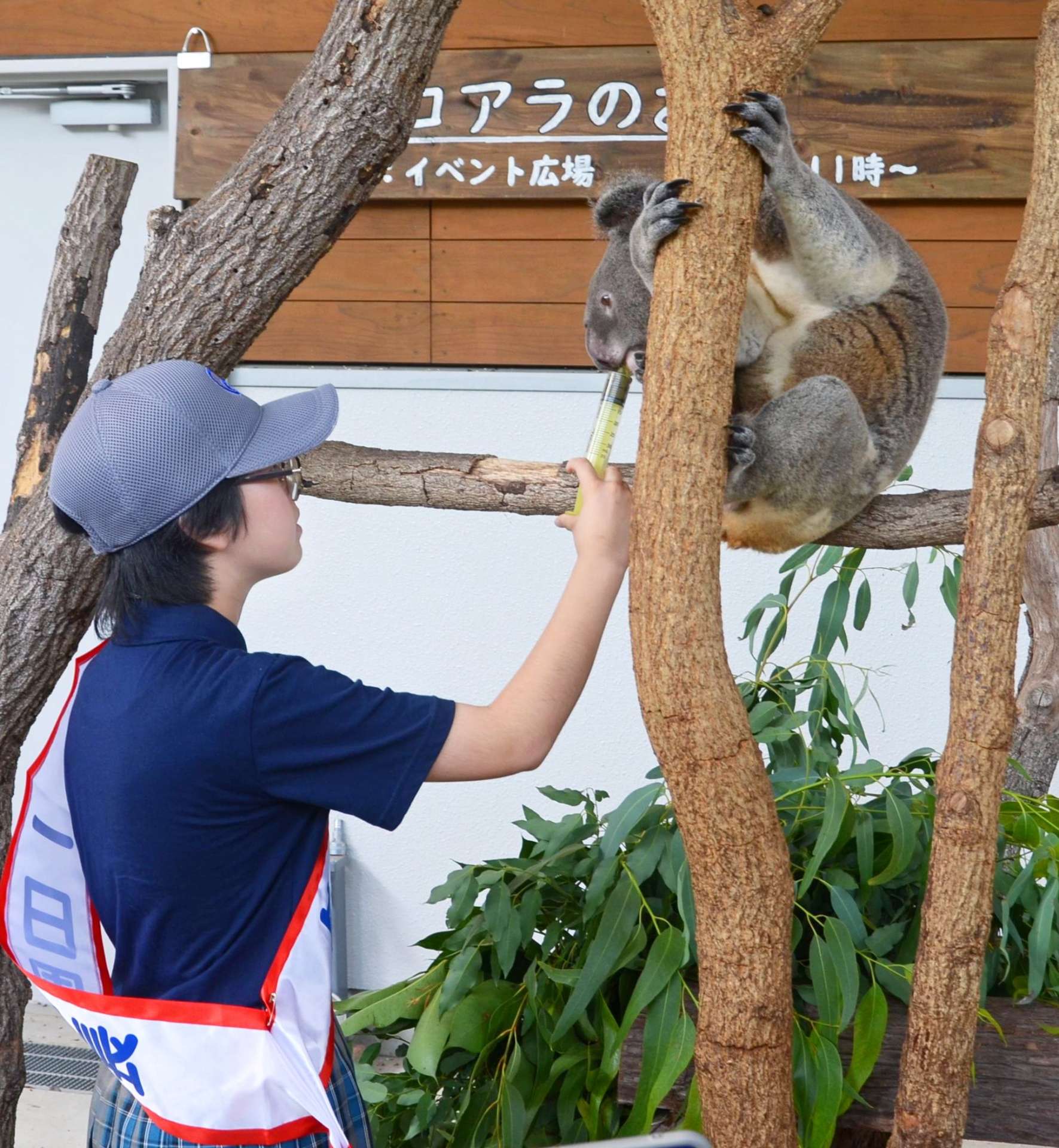 雄コアラのライトに給餌する前田ひなたさん＝鹿児島市の平川動物公園