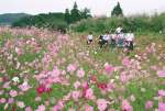 秋風に揺れる色とりどりのコスモス＝３日、出水市の上場高原
