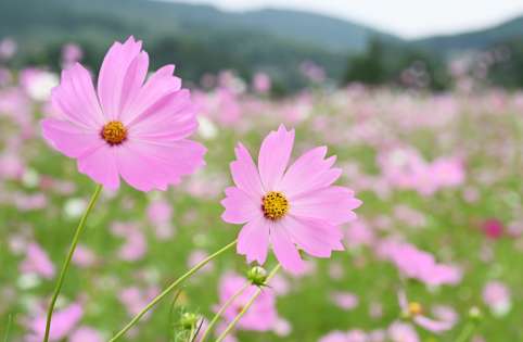 （アップで見る）秋風に揺れる色鮮やかなコスモス＝３日、出水市の上場高原