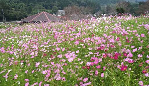 ピンクや白の花を咲かせたコスモス＝３日、出水市の上場高原