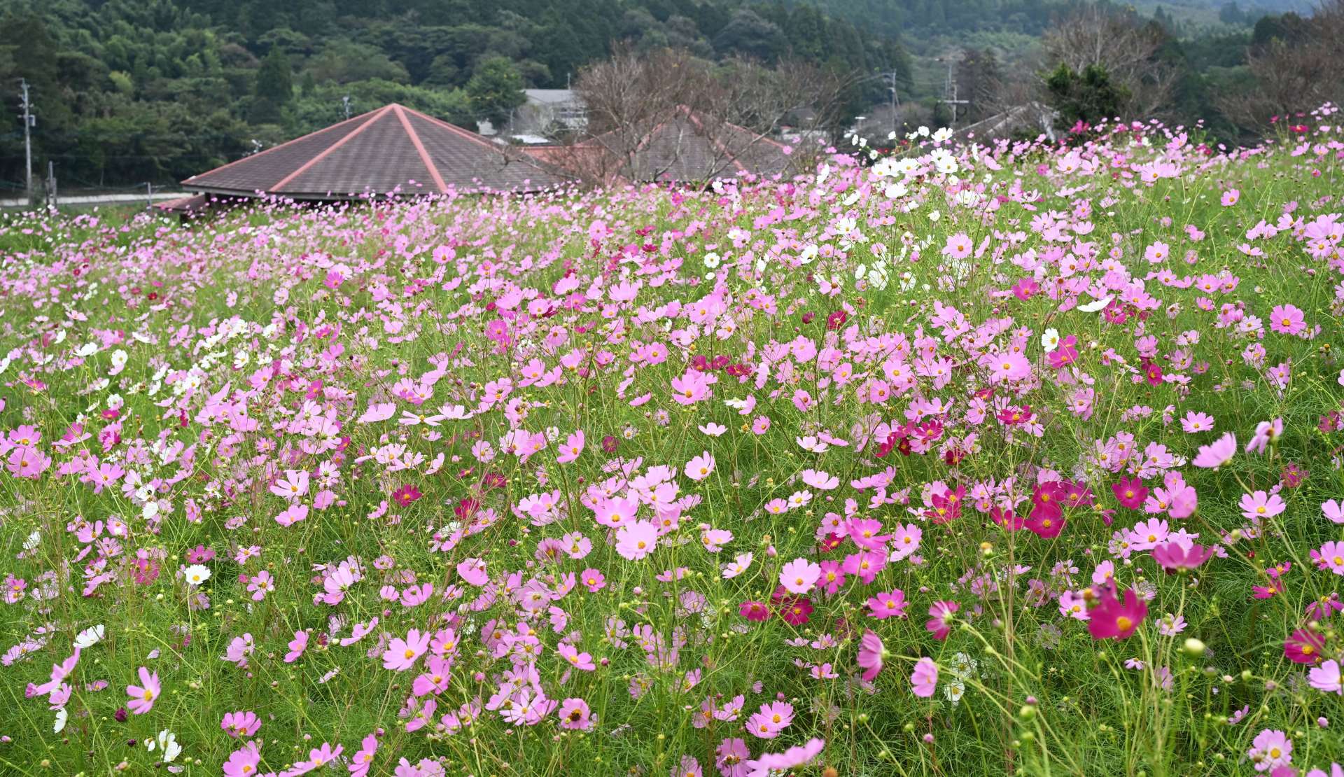 ピンクや白の花を咲かせたコスモス＝３日、出水市の上場高原