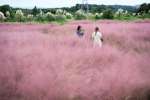 一面に広がる見頃を迎えたミューレンベルギア＝１日、鹿屋市小薄町のダマスクの風