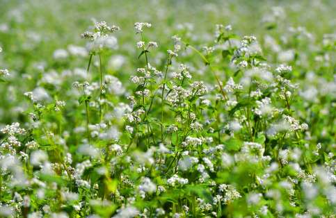 青空の下で咲き誇るソバの花＝７日、伊佐市大口針持