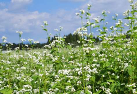 青空の下で咲き誇るソバの花＝７日、伊佐市大口針持