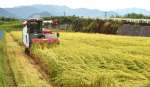 ヒノヒカリの稲刈りをするコメ農家＝３日、伊佐市大口山野（勝目博之撮影）