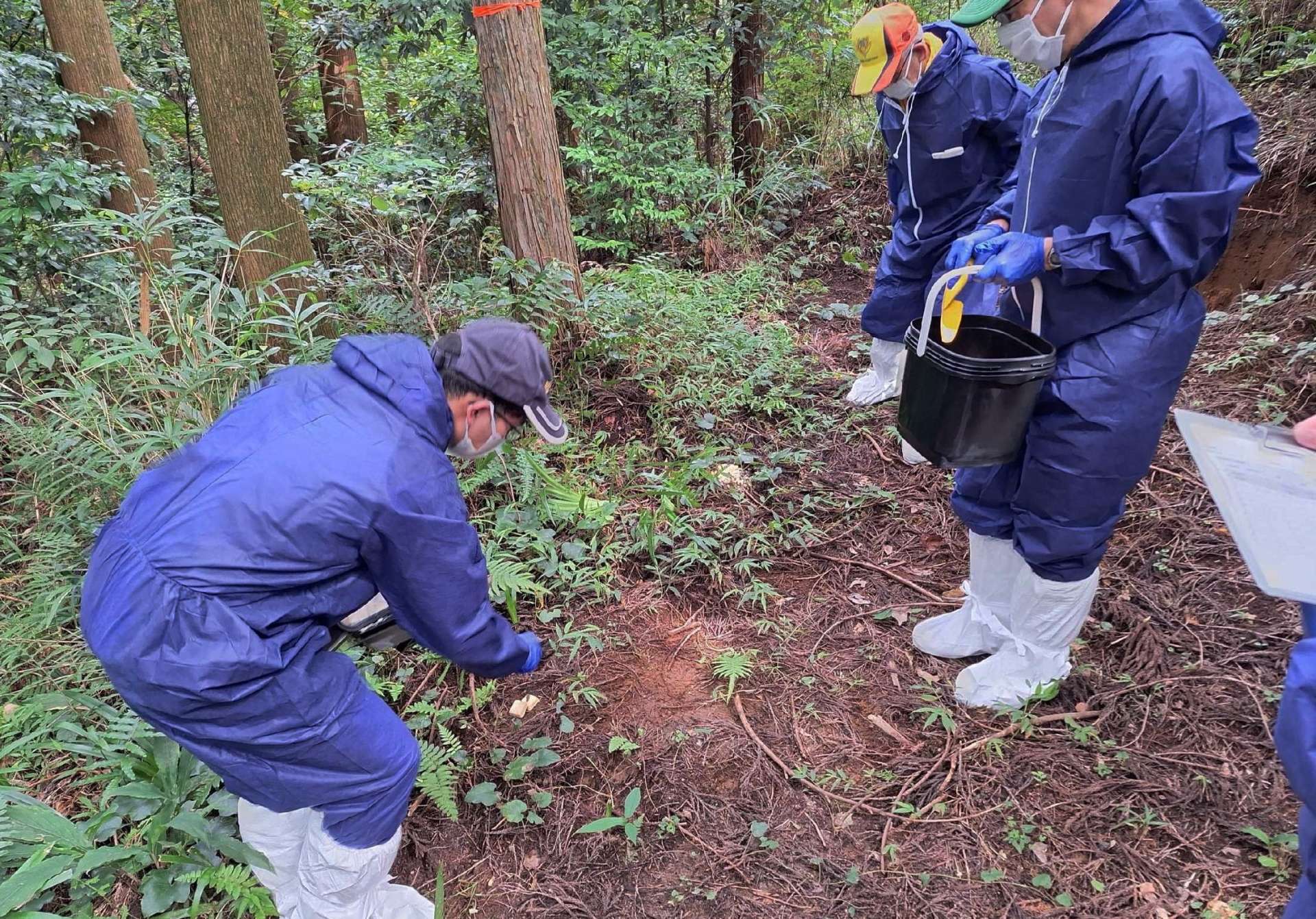 〈参考資料〉豚熱経口ワクチンを散布する関係者＝９月１２日、霧島市（鹿児島県提供）
