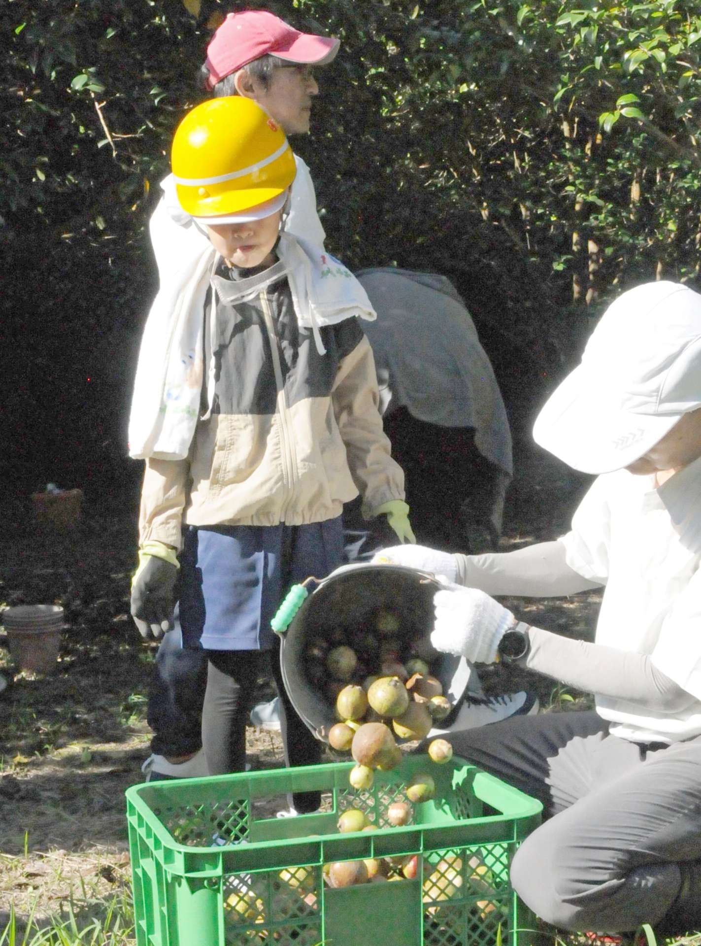子どもたちが収穫したツバキの実＝鹿児島市高免町