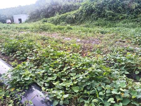 〈関連〉基腐病の被害を受けた三島村の芋畑＝９月２５日、同村黒島（三島村役場提供）