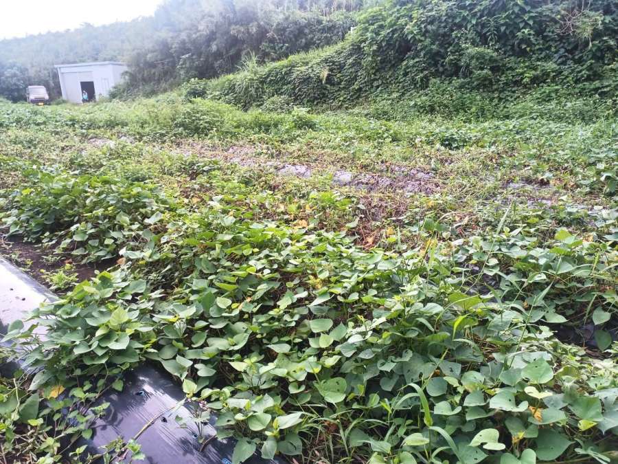〈関連〉基腐病の被害を受けた三島村の芋畑＝９月２５日、同村黒島（三島村役場提供）