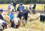 赤米の稲を収穫する児童ら＝南種子町茎永
