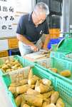 サイズごとに仕分けられる早掘りタケノコ＝１４日、出水市高尾野のＪＡ鹿児島いずみ