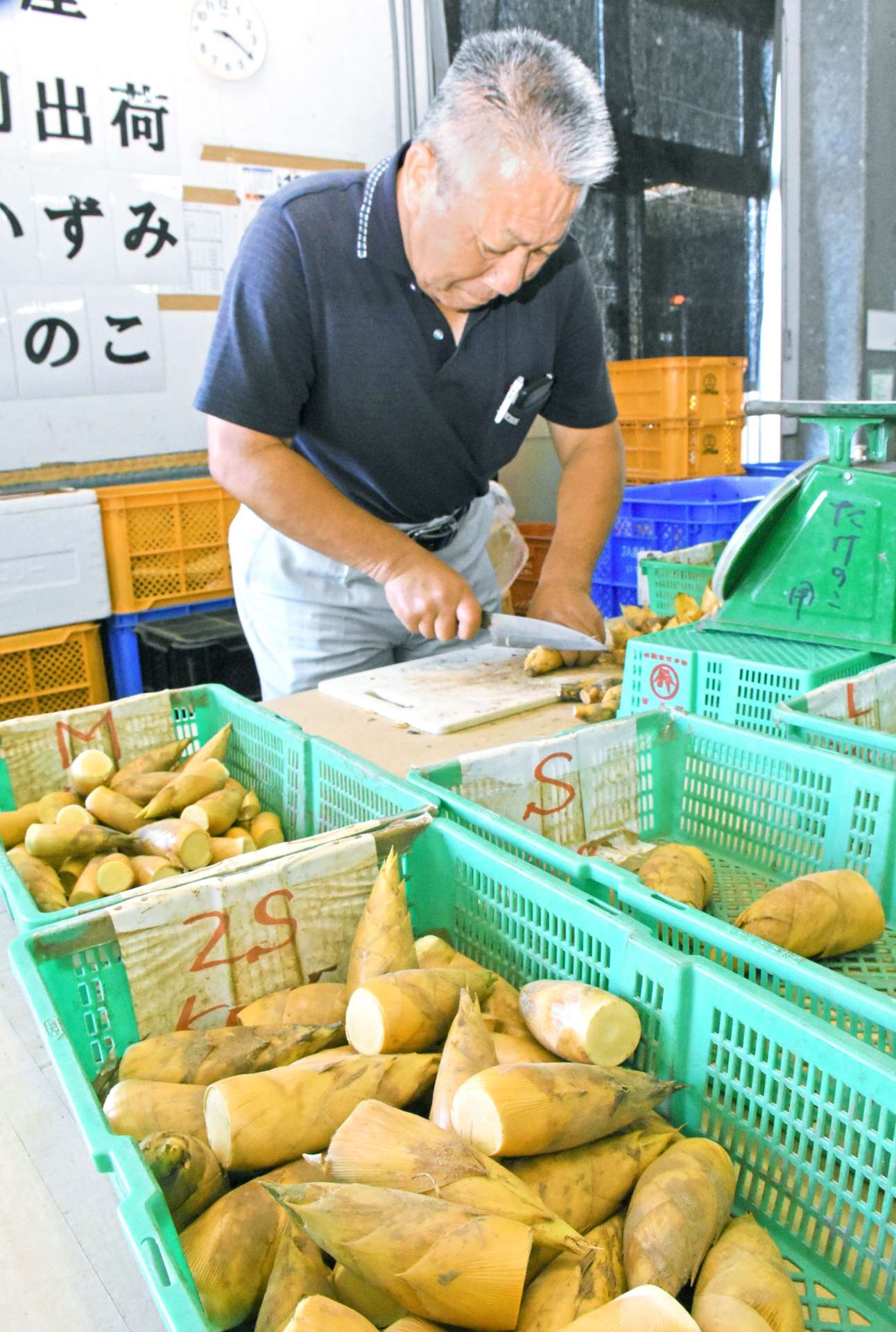 サイズごとに仕分けられる早掘りタケノコ＝１４日、出水市高尾野のＪＡ鹿児島いずみ