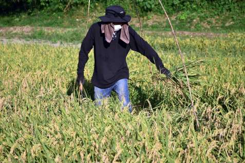 大きめの木が残る箇所は手刈りする。近くに目印用の棒が立つ＝１３日、姶良市加治木町辺川