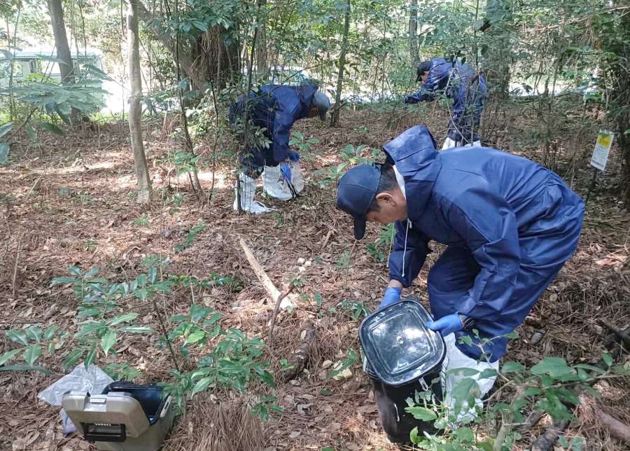 豚熱の経口ワクチンを散布する県の職員ら＝１５日、霧島市（鹿児島県提供）