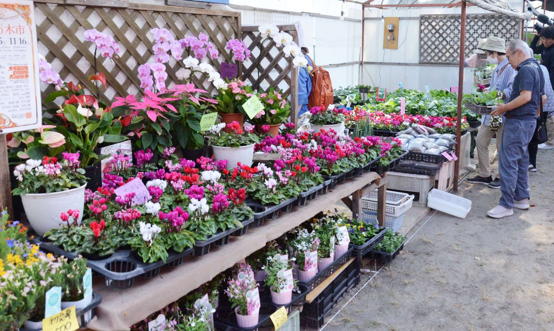 色とりどりの草花が並ぶ会場＝１５日、鹿児島市西千石町の甲突川左岸緑地帯