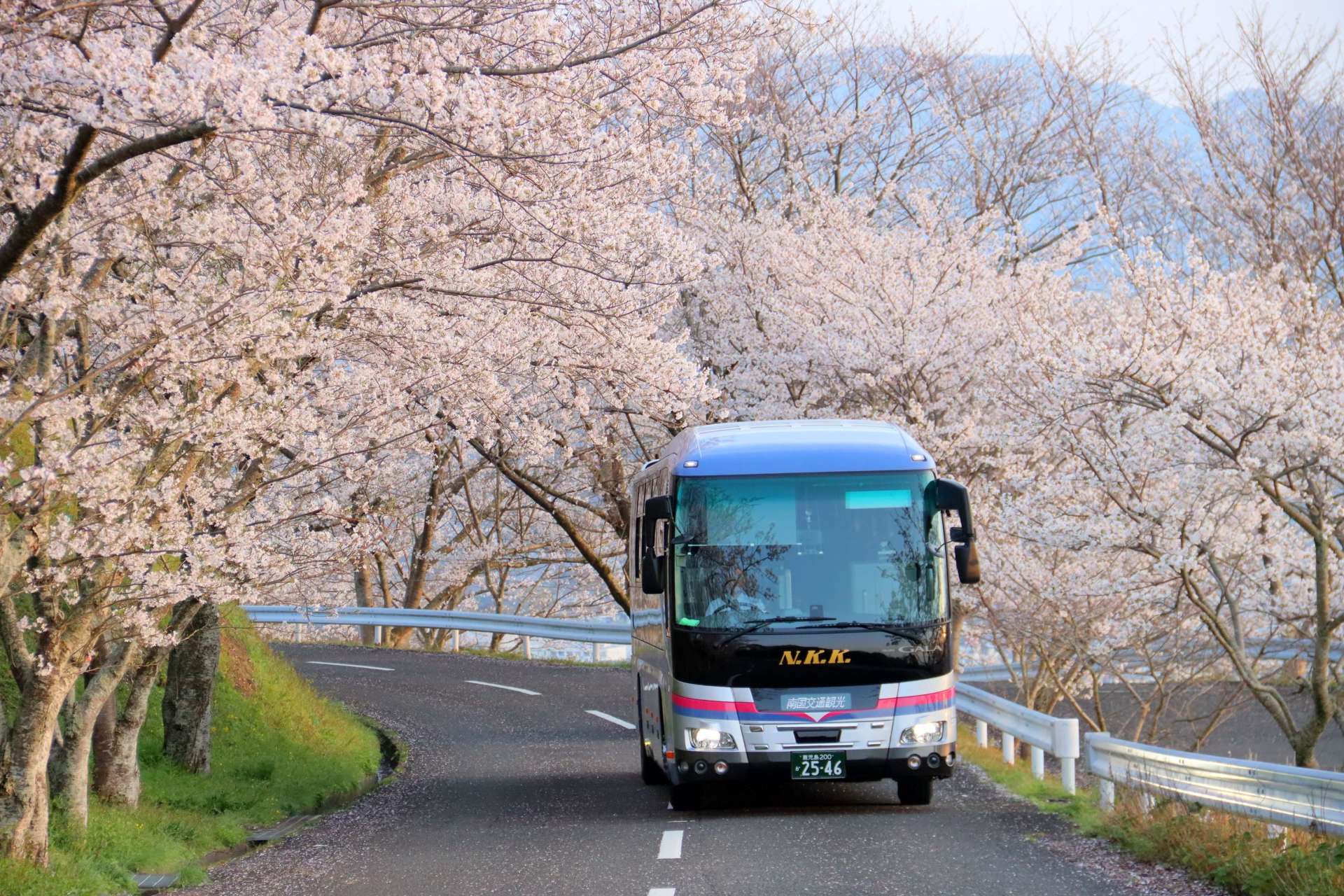 ３、４月分に掲載される出水市の東光山公園の桜と南国交通観光のバス