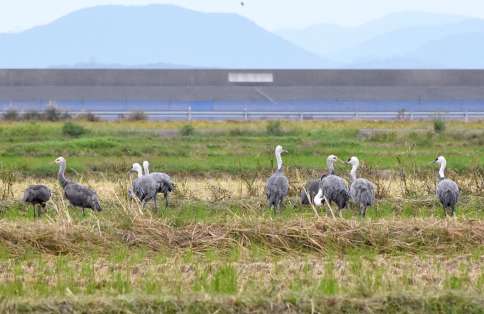 東干拓で羽を休めるナベヅル＝２１日午後２時ごろ、出水市高尾野町下水流