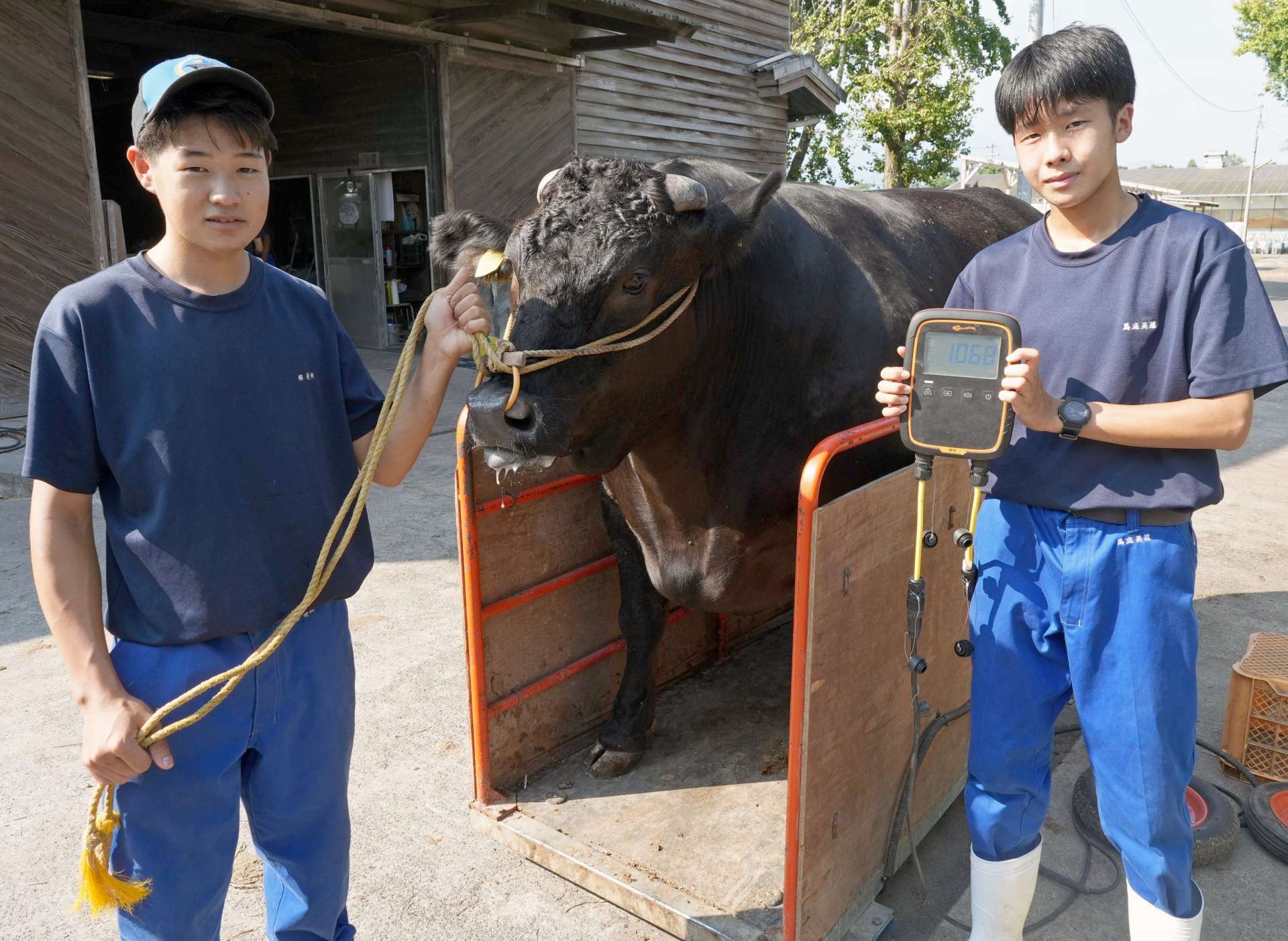 体重１１３０キロを目指して鹿屋農高生が肥育している「鹿農２７６」号。１０６０キロを超えた＝鹿屋市の同校