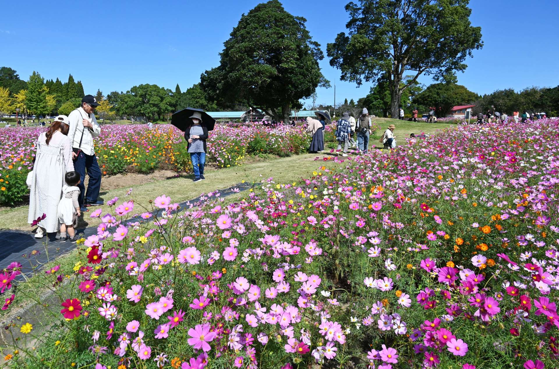秋晴れの下、見頃を迎えたコスモス＝２８日、鹿児島市犬迫町の市都市農業センター