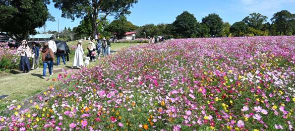 （別カット）秋晴れの下、見頃を迎えたコスモス＝２８日、鹿児島市犬迫町の市都市農業センター