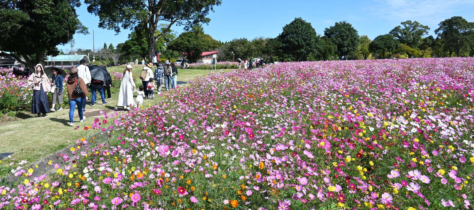 （別カット）秋晴れの下、見頃を迎えたコスモス＝２８日、鹿児島市犬迫町の市都市農業センター