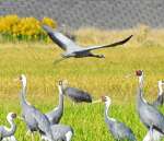 東干拓一帯を飛ぶアネハヅル＝２９日午後３時半、出水市高尾野町下水流