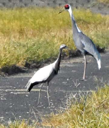 東干拓でマナヅル（奥）と羽を休めるアネハヅル＝２９日午後３時１５分、出水市高尾野町下水流