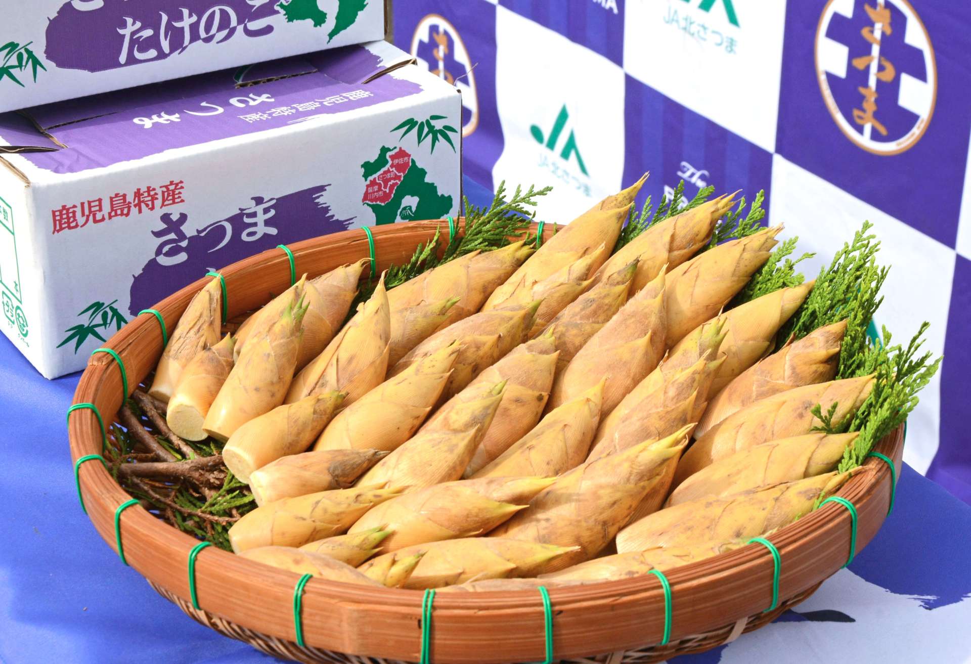 出荷される早掘りタケノコ＝さつま町虎居